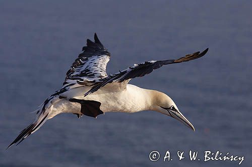 Głuptak, Morus bassanus L., 1758) , syn. Sula bassana Northern Gannet, Morus bassanus, głuptak zwyczajny, kolonia na klifie, Helgoland