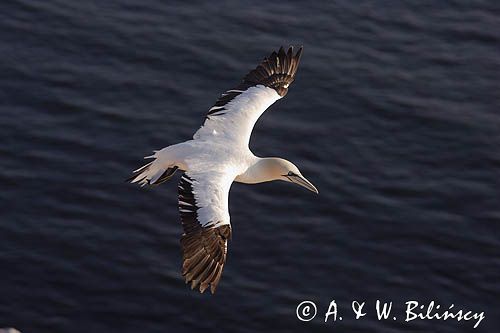 Głuptak, Morus bassanus L., 1758) , syn. Sula bassana Northern Gannet, Morus bassanus, głuptak zwyczajny, kolonia na klifie, Helgoland