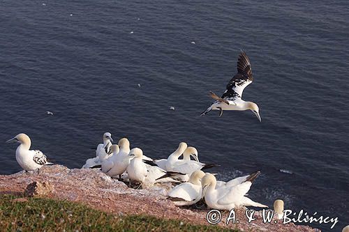 Głuptak, Morus bassanus L., 1758) , syn. Sula bassana Northern Gannet, Morus bassanus, głuptak zwyczajny, kolonia na klifie, Helgoland