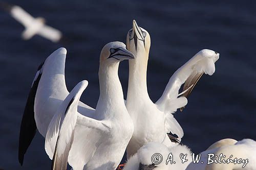 Głuptak, Morus bassanus L., 1758) , syn. Sula bassana Northern Gannet, Morus bassanus, głuptak zwyczajny, kolonia na klifie, Helgoland