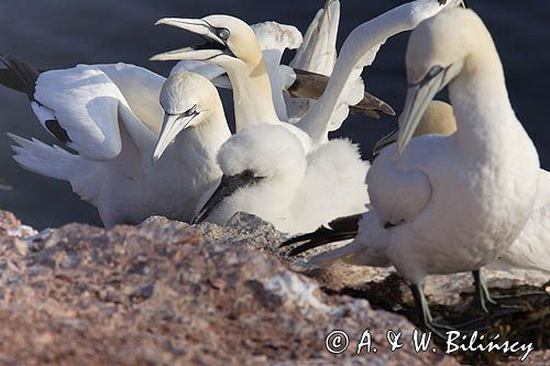 Głuptak, Morus bassanus L., 1758) , syn. Sula bassana Northern Gannet, Morus bassanus, głuptak zwyczajny, kolonia na klifie, Helgoland