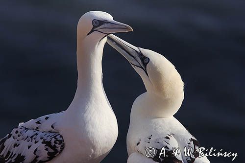 Głuptak, Morus bassanus L., 1758) , syn. Sula bassana Northern Gannet, Morus bassanus, głuptak zwyczajny, kolonia na klifie, Helgoland