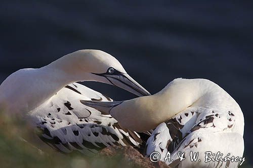 Głuptak, Morus bassanus L., 1758) , syn. Sula bassana Northern Gannet, Morus bassanus, głuptak zwyczajny, kolonia na klifie, Helgoland