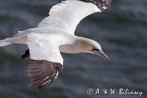 Głuptak, Morus bassanus L., 1758) , syn. Sula bassana Northern Gannet, Morus bassanus, głuptak zwyczajny, kolonia na klifie, Helgoland