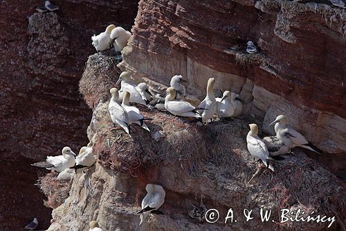 Głuptak, Morus bassanus L., 1758) , syn. Sula bassana Northern Gannet, Morus bassanus, głuptak zwyczajny, kolonia na klifie, Helgoland