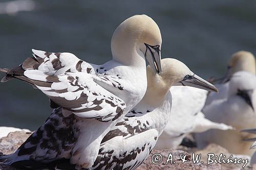 Głuptak, Morus bassanus L., 1758) , syn. Sula bassana Northern Gannet, Morus bassanus, głuptak zwyczajny, kolonia na klifie, Helgoland