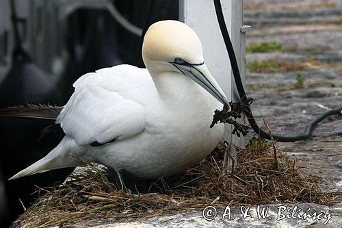 Głuptak, Gannet, Christianso, fot. A.& W. Bilińscy bank zdjęć