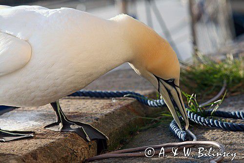 Głuptak, Gannet, Christianso, fot. A.& W. Bilińscy bank zdjęć