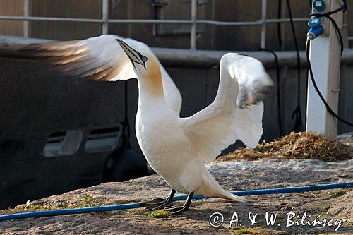 Głuptak, Gannet, Christianso, fot. A.& W. Bilińscy bank zdjęć