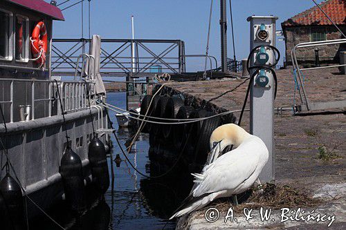 Głuptak, Gannet, Christianso, fot. A. & W. Bilińscy bank zdjęć