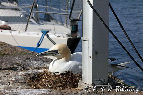 Głuptak, Gannet, Christianso, fot.A.& W. Bilińscy