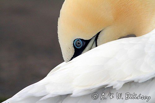 Głuptak, Gannet, Christianso, fot. A.& W. Bilińscy bank zdjęć