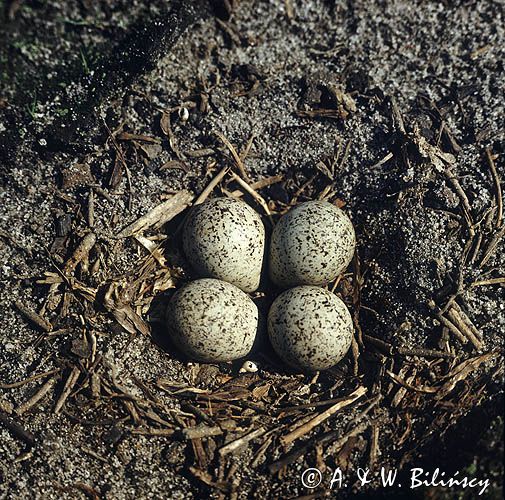 sieweczka rzeczna CHARADRIUS DUBIUS) gniazdo z jajami