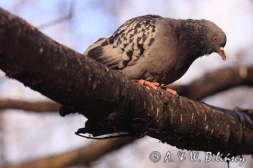 gołąb miejski, gołąb skalny, Columba livia forma urbana feral pigeon, Columba livia forma urbana