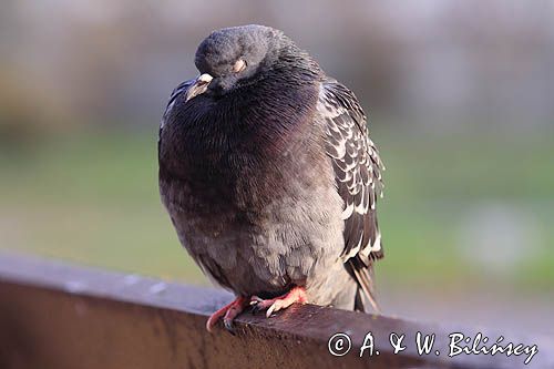 gołąb miejski, gołąb skalny, Columba livia forma urbana feral pigeon, Columba livia forma urbana