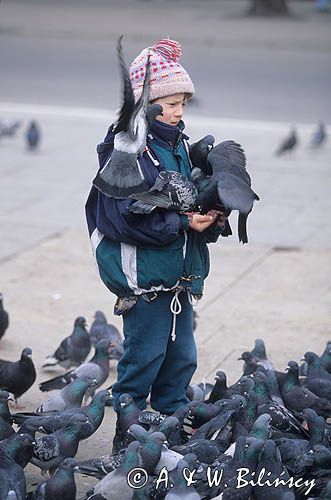 Cracow, gołąb miejski, skalny, Columba livia, dziecko wśród gołębi na Krakowskim Rynku