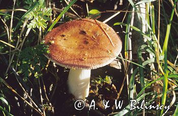 gołąbek wyborny gołąbek jadalny) Russula vesca)