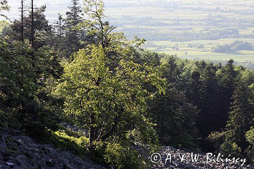 gołoborze Łysej Góry, Łysa Góra, Łysogóry, Góry Świętokrzyskie, Świętokrzyski Park Narodowy, kielecczyzna, Jarząb pospolity, jarząb zwyczajny, jarzębina, Sorbus aucuparia L.