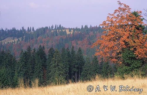 W Gorcach, Polana Kałużna, Polska