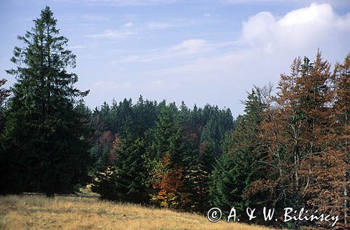 Polana Spalone, Gorce, Polska