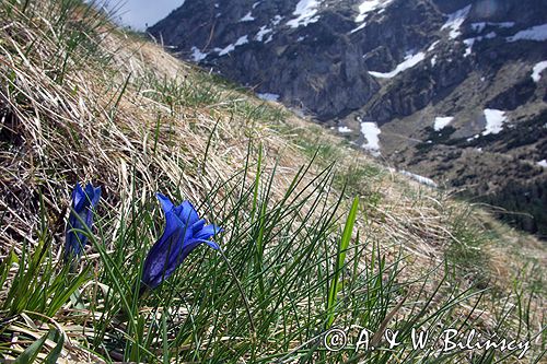 Goryczka Klusjusa Gentiana Clusii