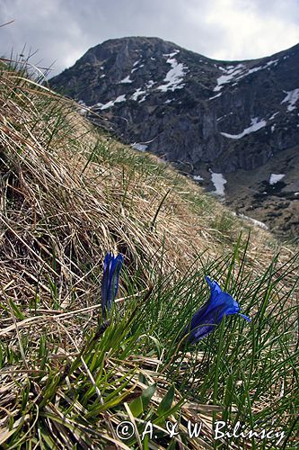 Goryczka Klusjusa Gentiana Clusii