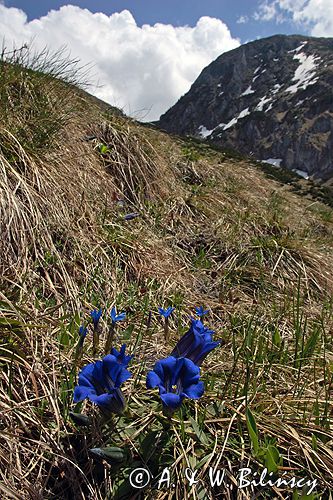 Goryczka Klusjusa Gentiana Clusii