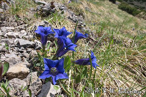 Goryczka Klusjusa Gentiana Clusii