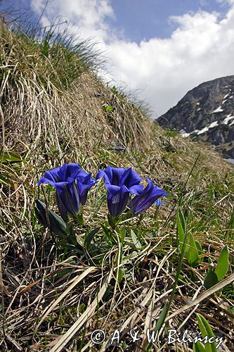 Goryczka Klusjusa Gentiana Clusii