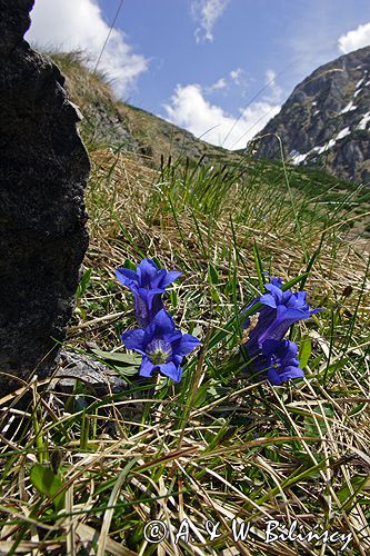 Goryczka Klusjusa Gentiana Clusii