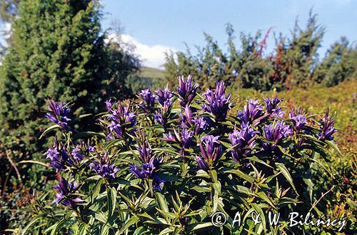 Goryczka trojeściowa Gentiana asclepiadea)