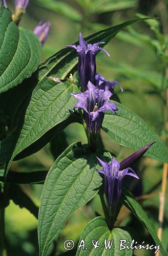 Goryczka trojeściowa Gentiana asclepiadea)