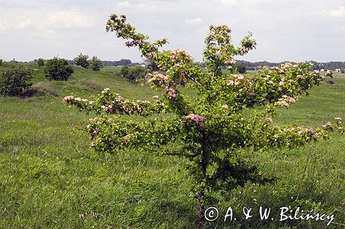 Chotel Czerwony rezerwat stepowy 'Góry Wschodnie' Ponidzie głóg dwuszyjkowy Crataegus oxyacantha