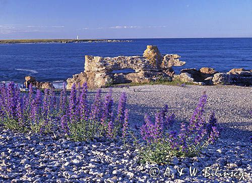 Szwecja, południowe wybrzeże wyspy Gotland