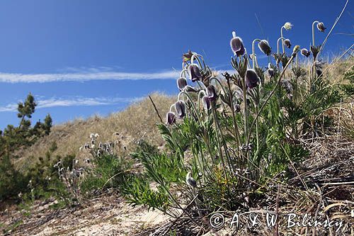 Sasanka łąkowa, Anemone pratensis, Pulsatilla pratensis, wyspa Gotska Sandon, Szwecja, Bałtyk