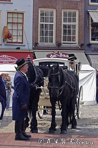 Gouda, dorożka, stangret, karoca ślubna, Holandia