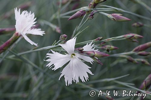 goździk postrzępiony wczesny Dianthus plumarius ssp. praecox