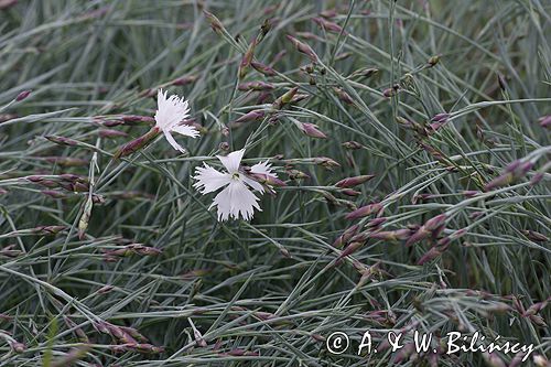 goździk postrzępiony wczesny Dianthus plumarius ssp. praecox