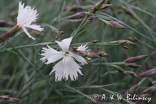 goździk postrzępiony wczesny Dianthus plumarius ssp. praecox