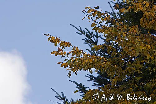 Grab zwyczajny, grab pospolity Carpinus betulus L.) - liscie i orzeszki