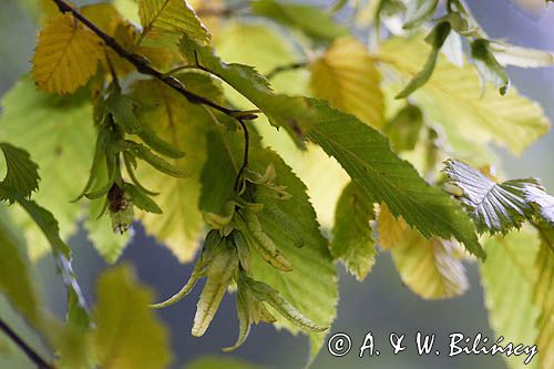 Grab zwyczajny, grab pospolity Carpinus betulus L.) - liscie i orzeszki