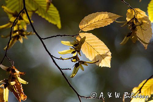 Grab pospolity Carpinus betulus