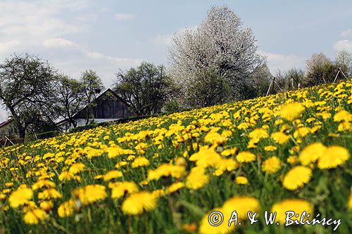 wieś Grabówka, wiosenna łąka, gmina Dydnia, powiat Brzozów, Pogórze Dynowskie