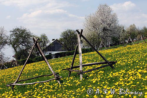 wieś Grabówka, wiosenna łąka, gmina Dydnia, powiat Brzozów, Pogórze Dynowskie