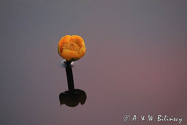 Grążel żółty, Nuphar lutea