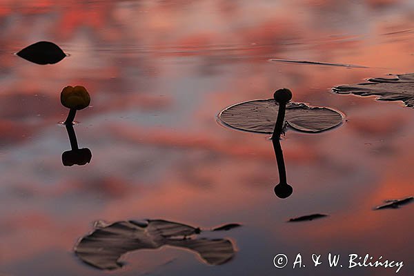 Grążel żółty, Nuphar lutea