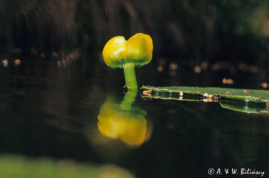 grążel żółty Nuphar lutea