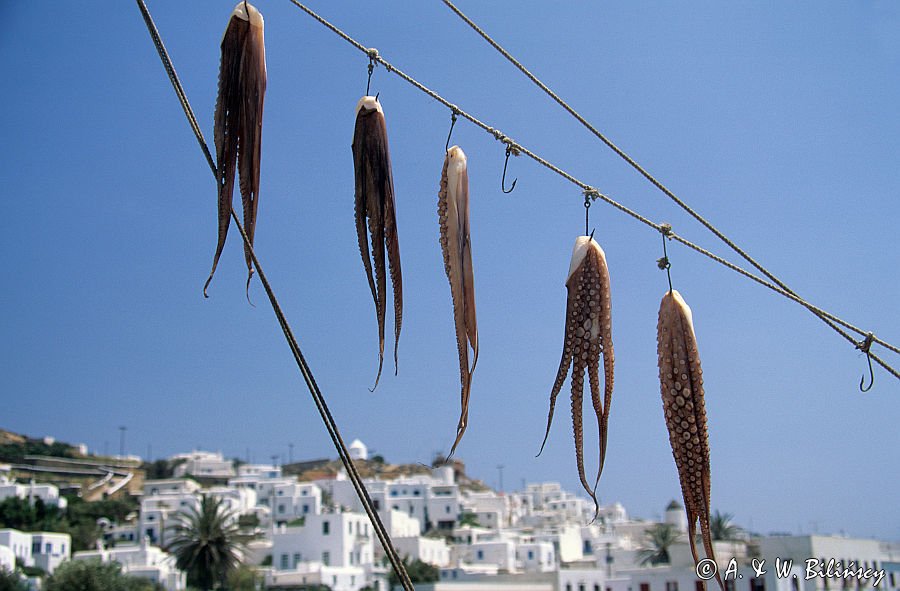 złowione ośmiornice, Grecja wyspa Mykonos Cyklady octopodes, Mykonos, Cyclades, Greece