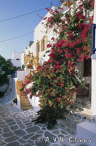 Grecja wyspa Mykonos Cyklady, drzwi i pnącze Mykonos, Cyclades, Greece