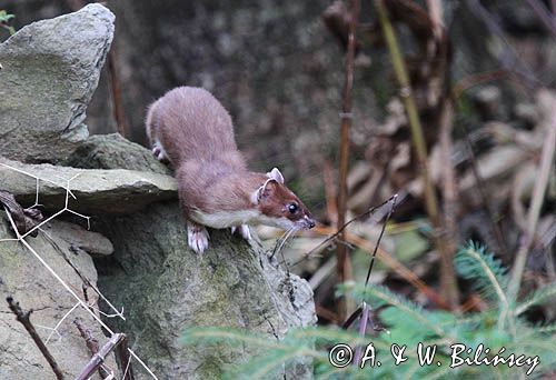 Gronostaj, Mustela erminea